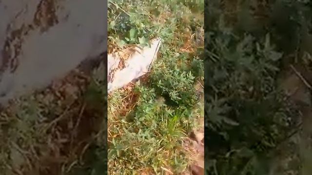 КАРТОФЕЛЬ ВЫРАЩИВАЕМ В ЯЩИКАХ БЕЗ ПОТЕРИ СИЛ И ВРЕМЕНИ НА ОКУЧИВАНИЕ И ПРОПОЛКУ! смотреть онлайн