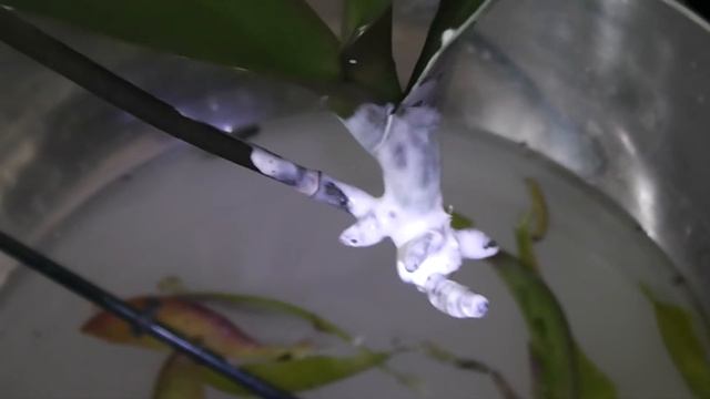 Лимонный Фаленопсис, пожелтели листочки.... смотреть онлайн