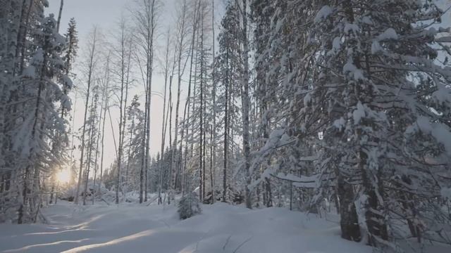 Архангельская лиственница. Архангельский пиломатериал. Архангельская сосна. Архангельская ель. смотреть онлайн
