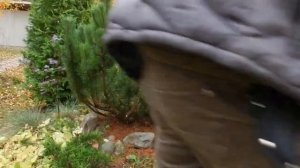 Сосна горная PINUS MUGO. Обрезка. Эксперимент с почками.