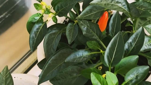 Вырастить дома Перец чили ? Балконное чудо на подоконнике, это реально? смотреть онлайн