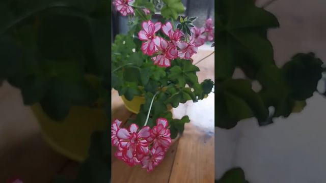 Плющелистная пеларгония смотреть онлайн