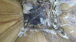 Скворец 170429 1 в Скворечние в саду Скворчата 1