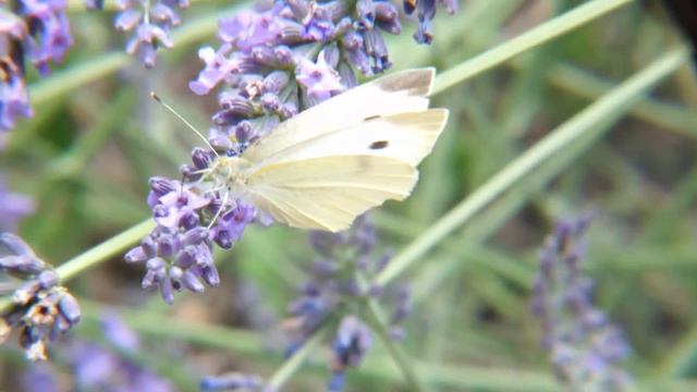 CABBAGE-BUTTERFLY KAPOSZTALEPKE смотреть онлайн
