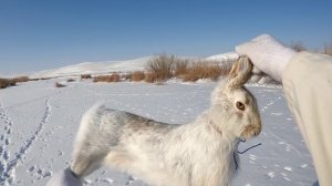 7 Зайцев в два захода,5 в кадре.#охота 2023#охота на зайца