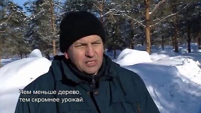 Утреннее ТВ: как собирают шишки на семена смотреть онлайн