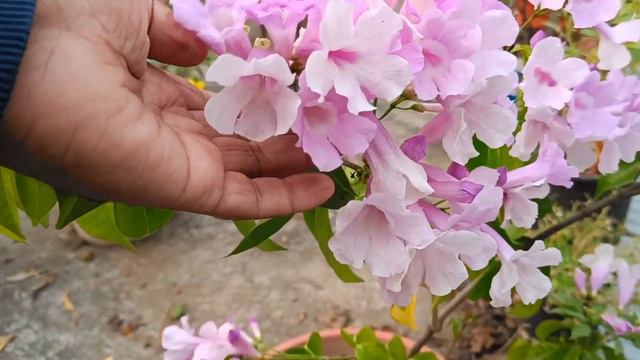 Garlic Vine लहसुनिया बेल смотреть онлайн