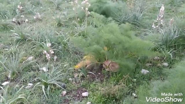 Pleurotus eryngii, asparagi e serpentelli смотреть онлайн