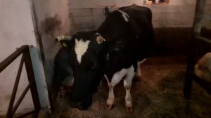 сколько раз доить корову после отёла.