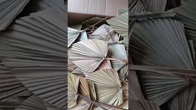 Para adornos preserved fan palm leaves dried palm leaves decorative Livistona dried palm leaves смотреть онлайн