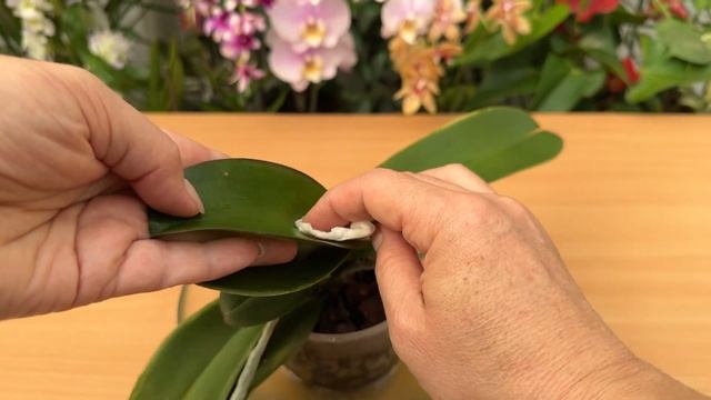 Ich gebe es Orchideen nur einmal im Monat und sie haben starke Blätter und viele Wurzeln und Blüten