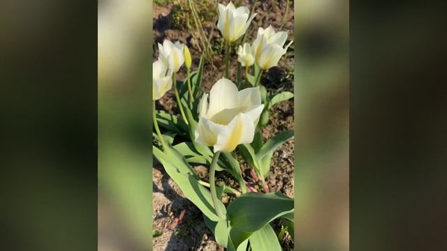 Весна в моем саду. смотреть онлайн