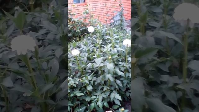 Цветение георгин смотреть онлайн