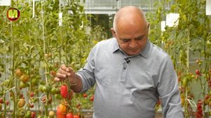 Томат ДЛИННОПЛОДНЫЙ - СОРТ ТОМАТОВ ПУРПУРНАЯ СВЕЧА