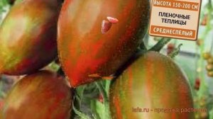 Томат обыкновенный Гранатовая капля ? обзор: как сажать, семена томата Гранатовая капля