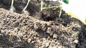 Гигантский лук Айлса Грейк из семян !!! Семена с АлиЭкспресс.