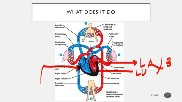 दिल…KYA KARE | PART 1 : INTRODUCTION | ANATOMY, FUNCTION OF HEART смотреть онлайн