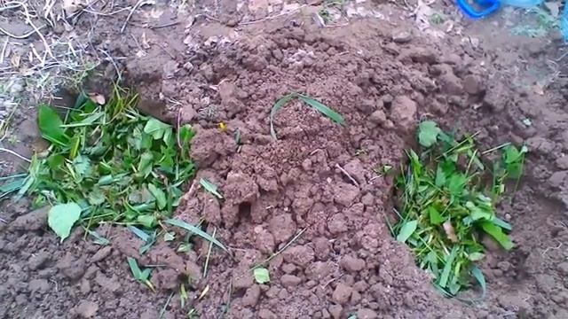 Как я сеяла семена тыквы в органические лунки. 16.05.20г. смотреть онлайн