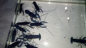 Быстрый рост австралийских красноклешневых раков при правильном содержании и разведении.