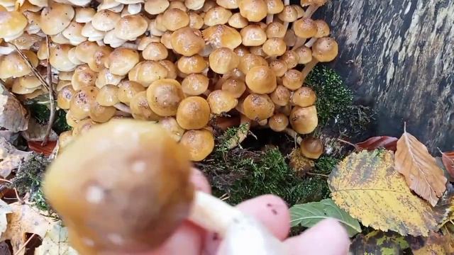 Бери не хочу смотреть онлайн