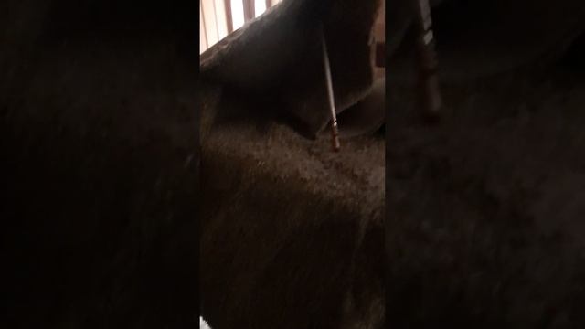 Сушим ковёр в бане!!! смотреть онлайн