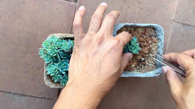 || GRAPTOPETALUM MACDOUGALLII PROPAGATION || SUCCULENT CARE TIPS ||