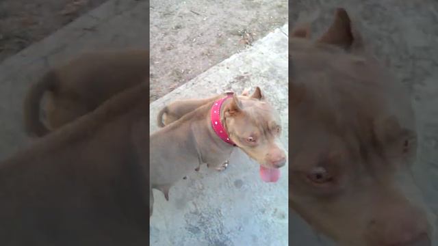 BlueFawn Pitbull Dana / San Berna Walk смотреть онлайн