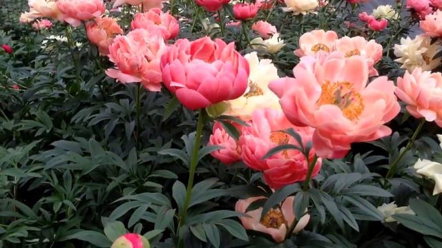 Peony Coral Charm - www.peonyshop.com смотреть онлайн
