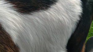 Обрабатываем коз от клеща .