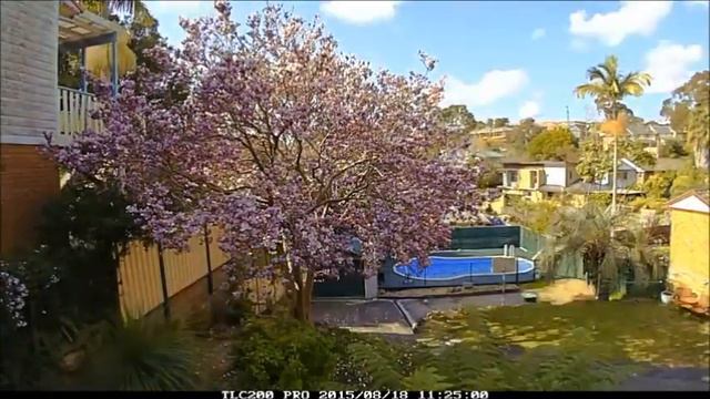 Magnolia Tree Timelapse смотреть онлайн