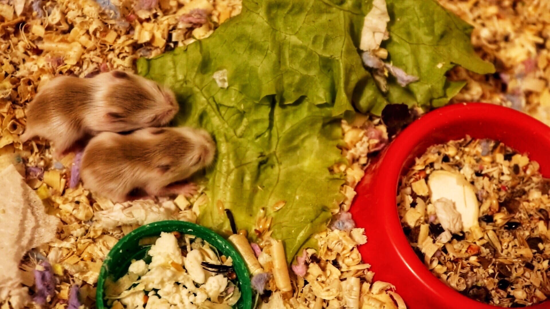 ХОМЯЧКАМ РОБОРОВСКОГО 14 ДНЕЙ ОТ РОДУ / ХОМЯЧКАМ КЭМПБЕЛЛА 4 ДНЯ ОТ РОДУ смотреть онлайн