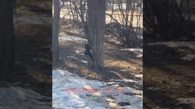 Аттракцион