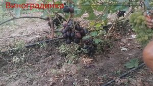 Виноград Олимп 2021г