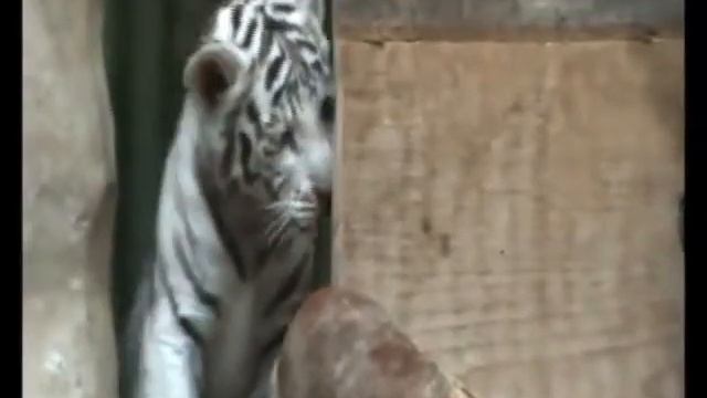 Белые тигрята из чешского зоопарка смотреть онлайн