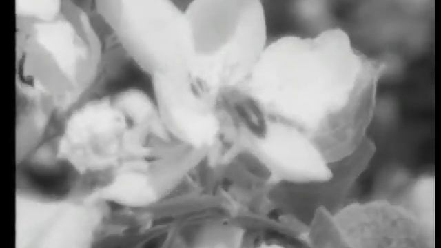 Monica Aspelund - Honey Honey