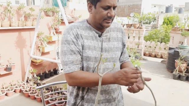 How To Make A Simple Adenium To Beautiful Masterpiece | Adenium Creeper | अडेनियम की बेल смотреть онлайн