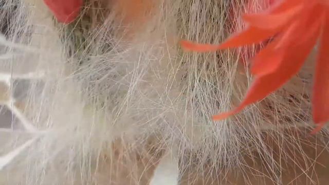 My monkey tail cacti in blooms | How I grow my Cleistocactus Colademononis | Hildewintera смотреть онлайн
