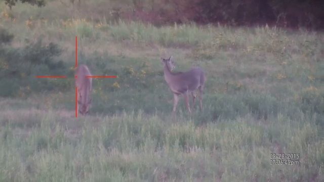 Наблюдение за оленями с цифрового прицела X-SIGHT смотреть онлайн