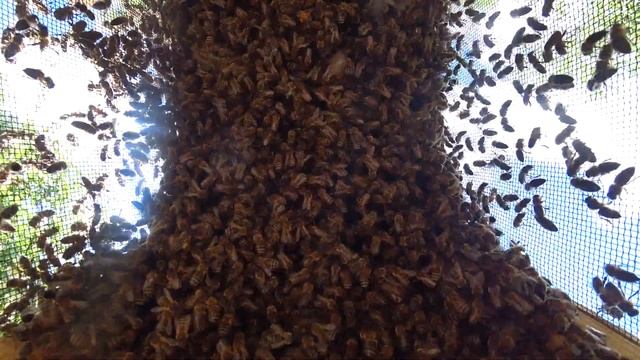 ✅ Апиролик для сна ►Спите спокойно с пчелками ?Звук пчелиного роя расслабляющий смотреть онлайн