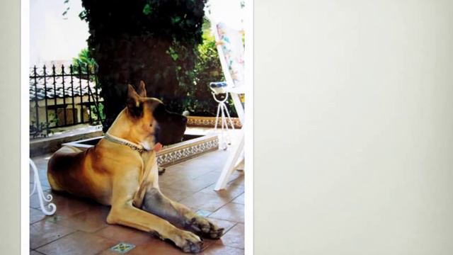 Dogo alemán. En memoria de Boris y Kurg смотреть онлайн