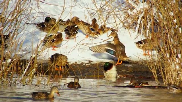 КРЯКВЫ – БЕРЕГОВУШКИ смотреть онлайн
