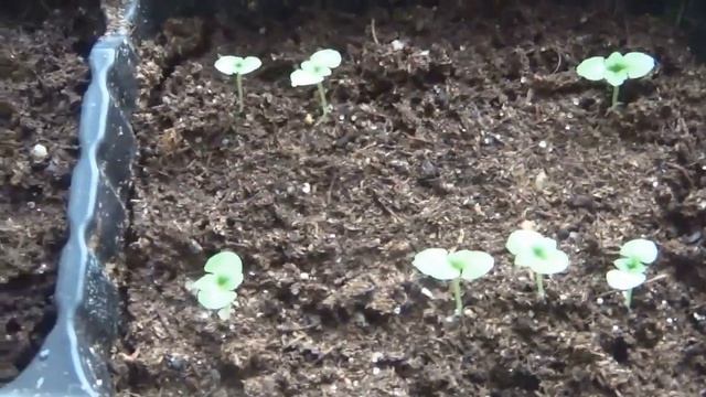 РАССАДА ЛАВАНДЫ И ТОРЕНИИ РАДУЕТ. смотреть онлайн