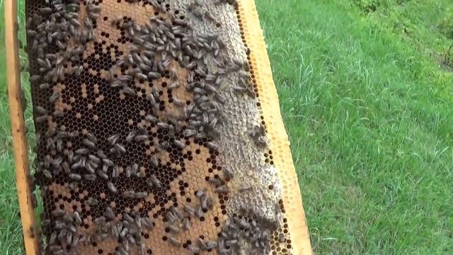 Майский отводок на две рамки. Работы на пасеке | Лесной Кордон смотреть онлайн