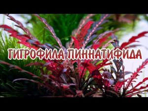 ГИГРОФИЛА ПИННАТИФИДА. СОДЕРЖАНИЕ В АКВАРИУМЕ