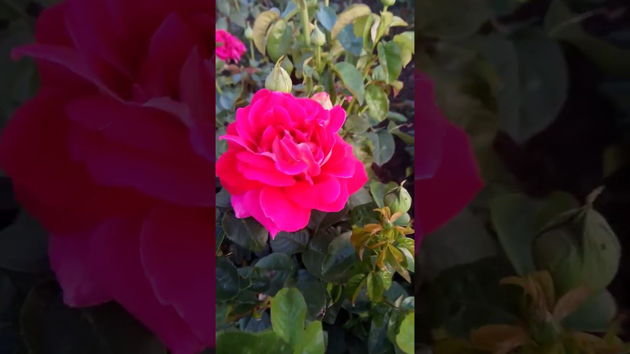 Кроненбург https://rose-bushes.ru/ смотреть онлайн