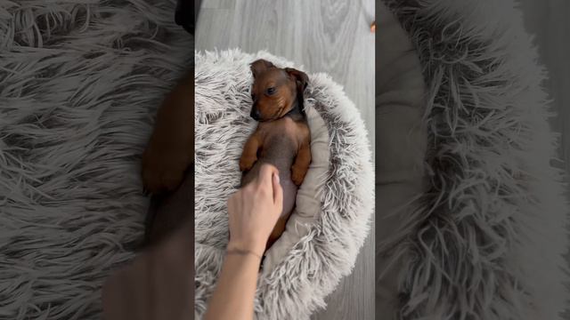 Щеночек таксы, 2 месяца🥹 #такса #щенок смотреть онлайн