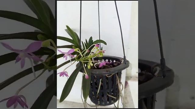 #shots#vanda cherry blossom смотреть онлайн