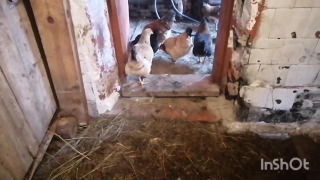 Варим??жарим. Наши животные??? смотреть онлайн