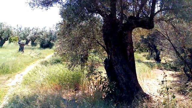 Оливко-фисташковый сад короля Константина. смотреть онлайн