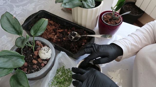 Пересадка Scindapsus Treubii Dark Form,Moonlight и Крестовник 